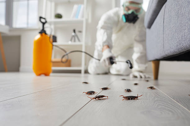 Commercial Kitchen Cockroach Control in Glencoe